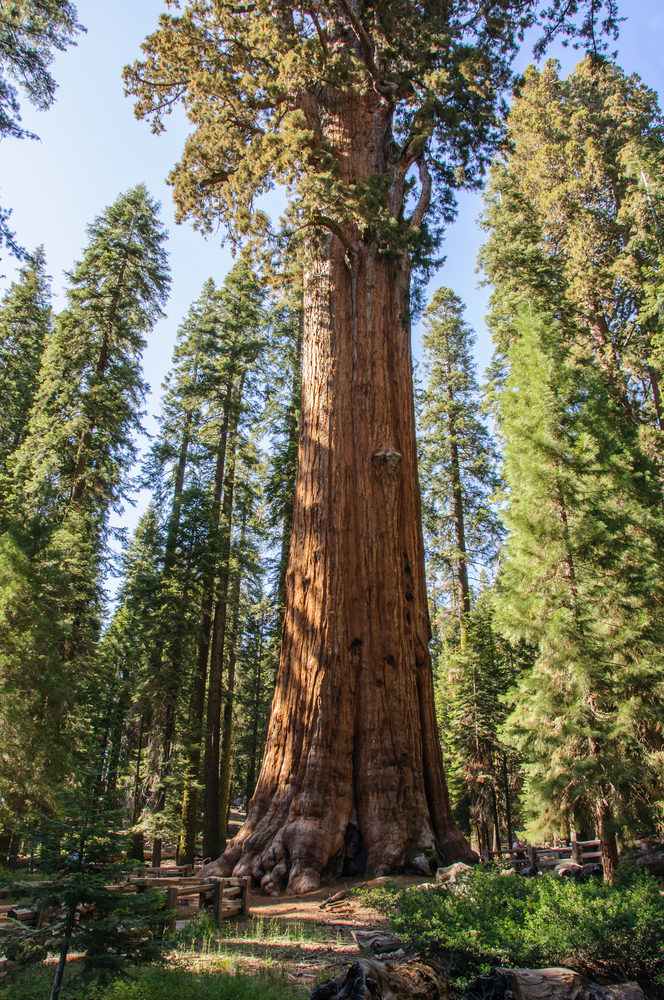 sequoie giganti Americane