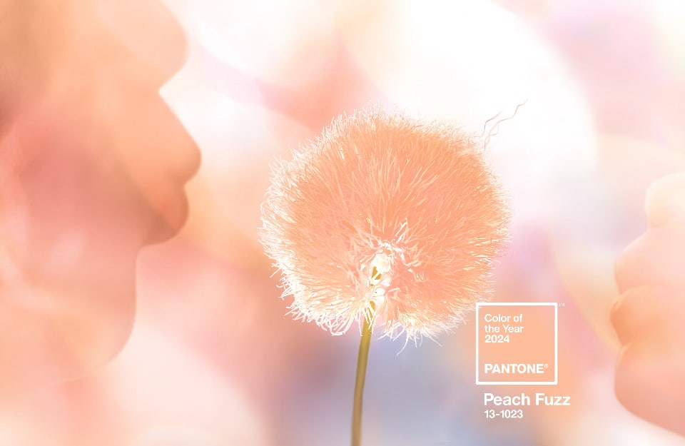 Fiore color rosa pesca su sfondo astratto dello stesso colore, usato da Pantone per presentare il colore dell'anno 2024